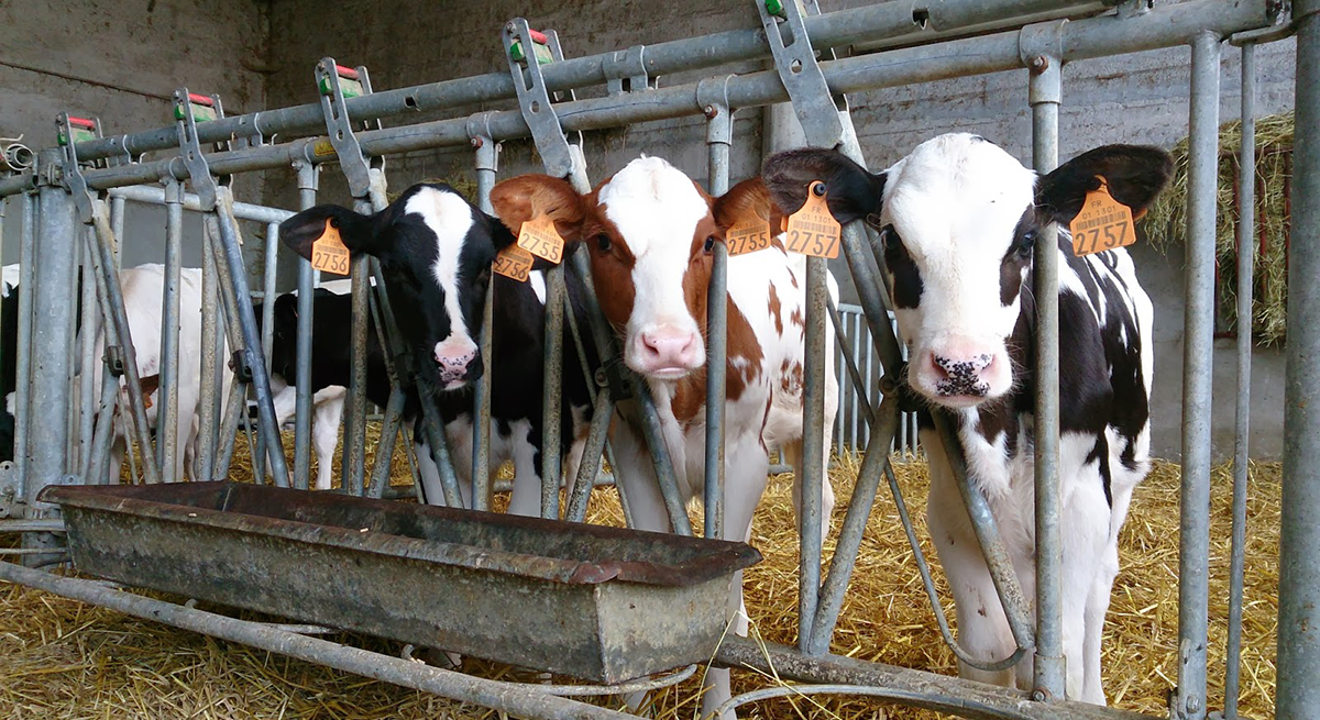 Baisse des antibiotiques dans les élevages