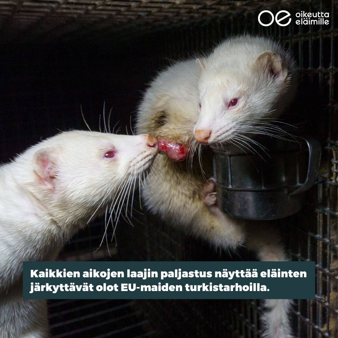 La détention d’animaux dans les élevages à fourrure est toujours aussi catastrophique en Europe.
