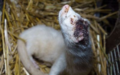 Visons et renards blessés laissés sans soins au milieu de cadavres mutilés