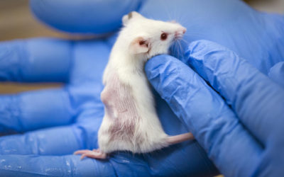 Initiative populaire «Oui à un avenir sans expérimentation animale» à signer
