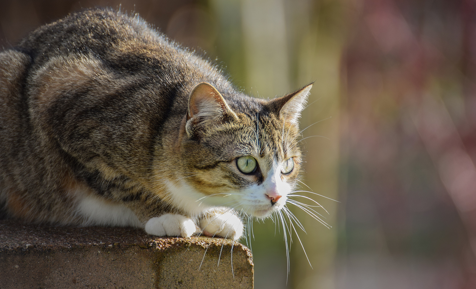 Le chat, un fléau pour la biodiversité ?