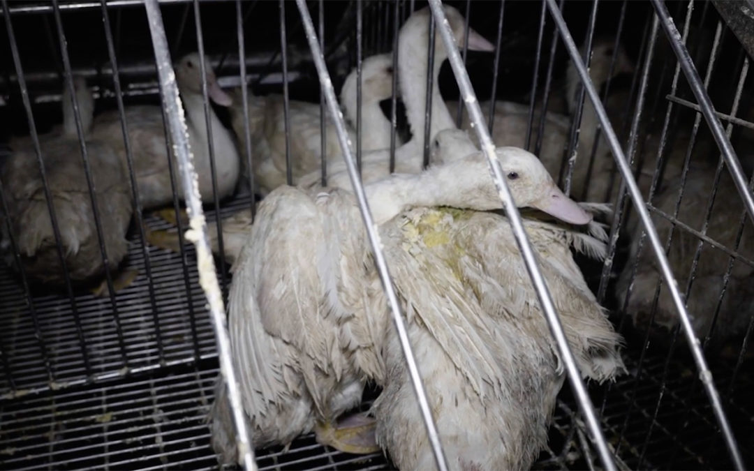 Début des auditions au Parlement pour l’initiative foie gras