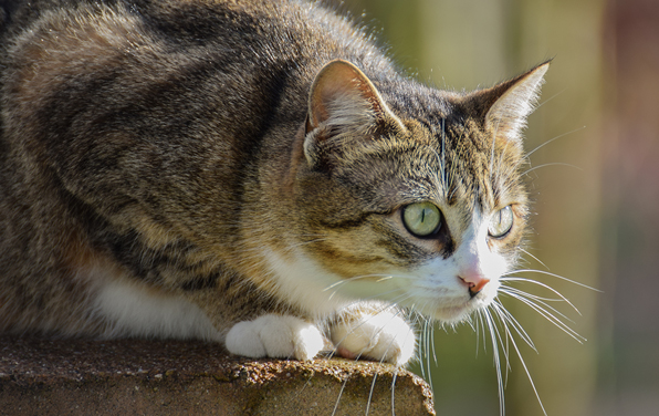 Impact des chats sur la biodiversité : mythe ou réalité ?