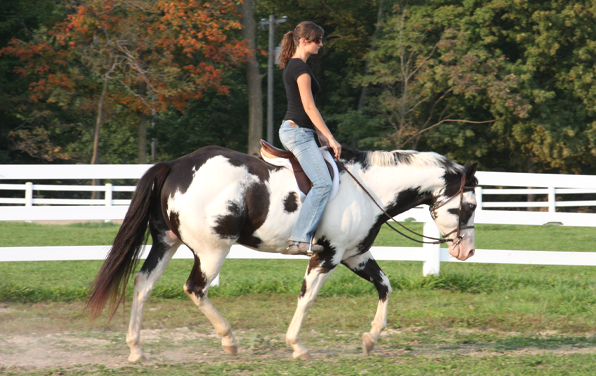 Bien-être animal ou maltraitance : Peut-on encore monter à cheval ?