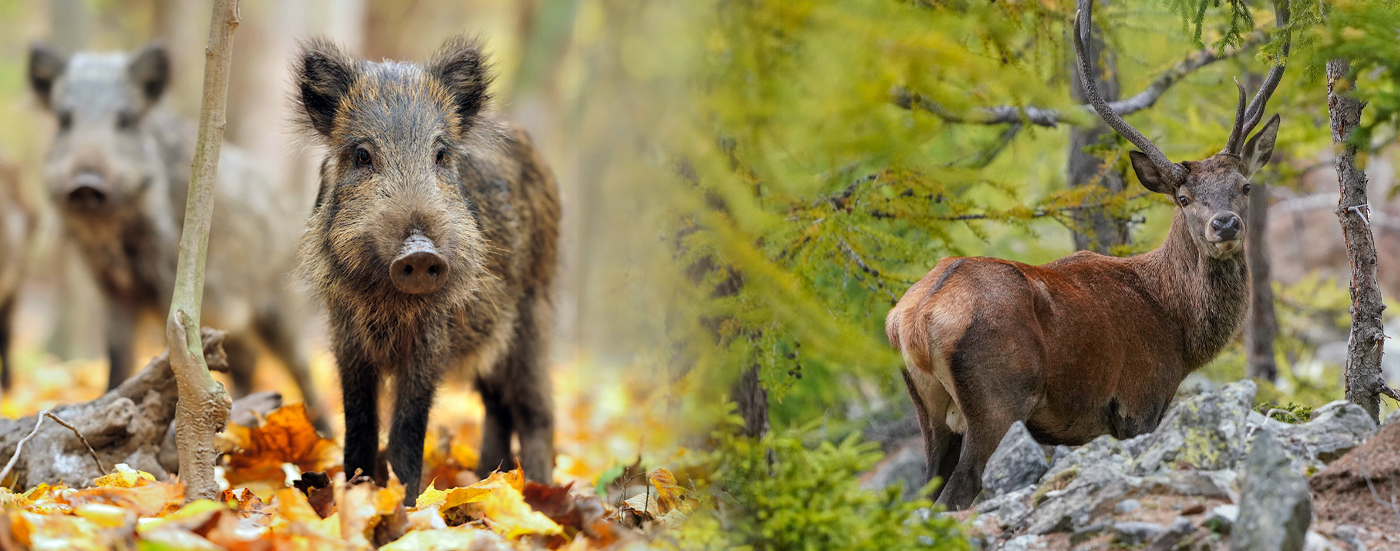Gestion de la faune dans le canton de Genève