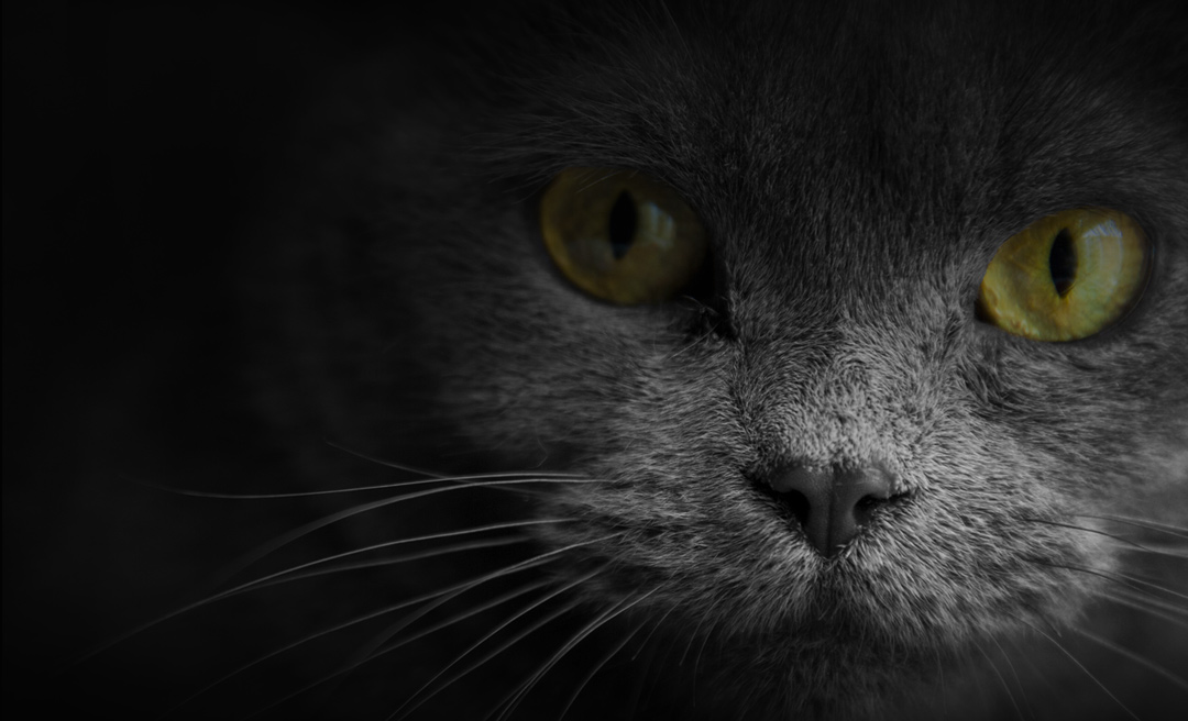 Haut Quel candidat se souciera aussi du sort des animaux ?