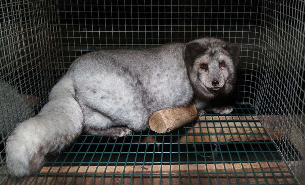 Image-haut initiative fourrure