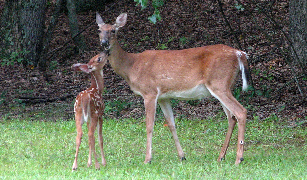 Genève fait tirer des cerfs qui ne font pas de dégâts