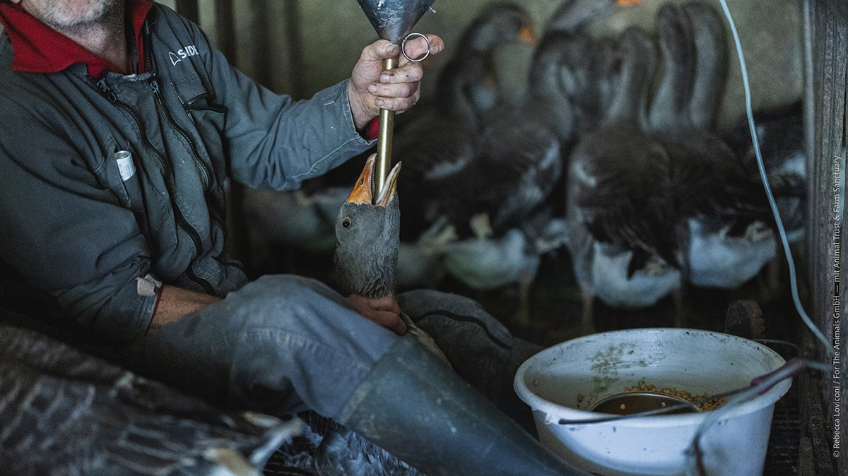 Des images tournées en 2025 en France rappellent que la production de foie gras reste synonyme de mauvais traitements pour les animaux.