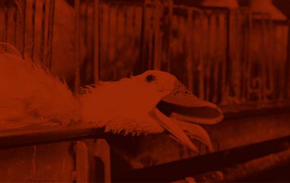 Quatre annonces pour l’initiative foie gras