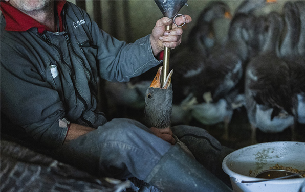 Enquête foie gras – La maltraitance animale demeure la règle