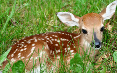 Genève fait tirer des cerfs qui ne font pas de dégâts