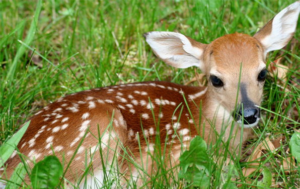 Genève fait tirer des cerfs qui ne font pas de dégâts