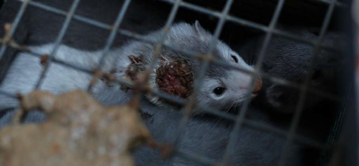 Élevage Madzherito Mink Farm en Bulgarie, certifié WelFur. Photo prise en 2022.