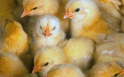 Fin du gazage des poussins en Suisse ?