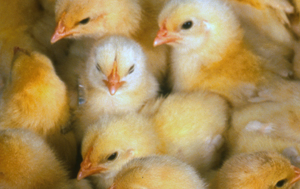 Fin du gazage des poussins en Suisse ?