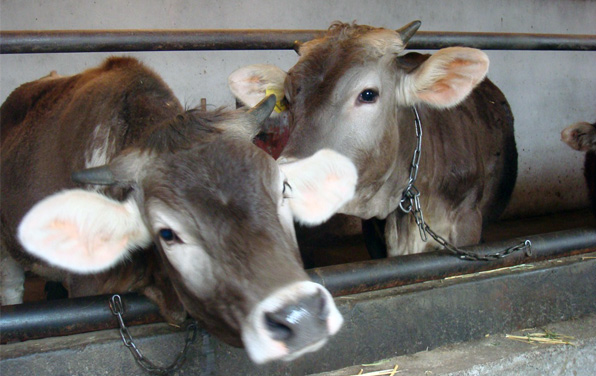 SRPA: un financement pour la sortie des animaux même s’ils ne sortent pas