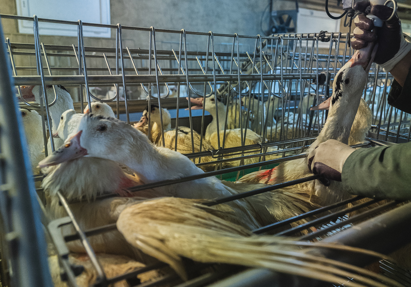 Le Brésil va interdire le foie gras au nom du bien-être animal