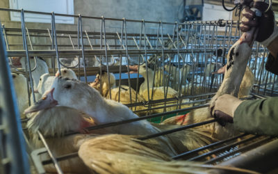 Le Brésil va interdire le foie gras au nom du bien-être animal