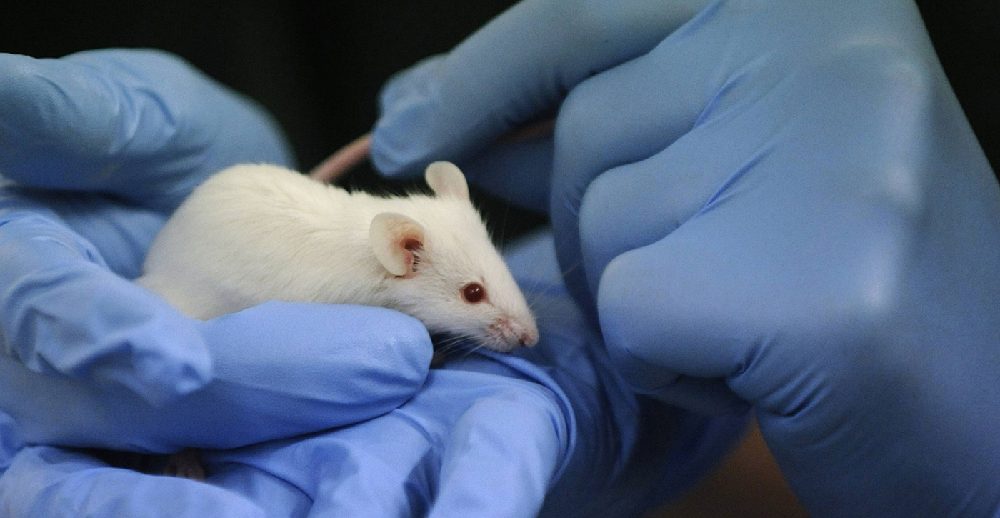 Fin de la procédure de consultation de l’avant-projet «Méthodes de substitution à l’expérimentation animale»