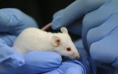 Fin de la procédure de consultation de l’avant-projet «Méthodes de substitution à l’expérimentation animale»
