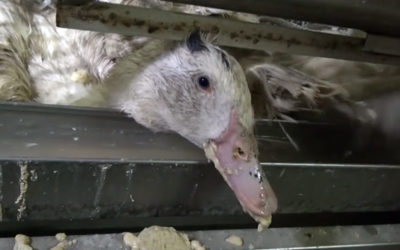 Le Brésil devient le deuxième pays à interdire le foie gras