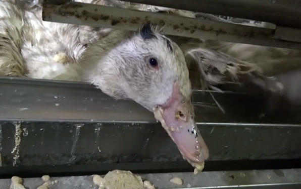 Le Brésil devient le deuxième pays à interdire le foie gras