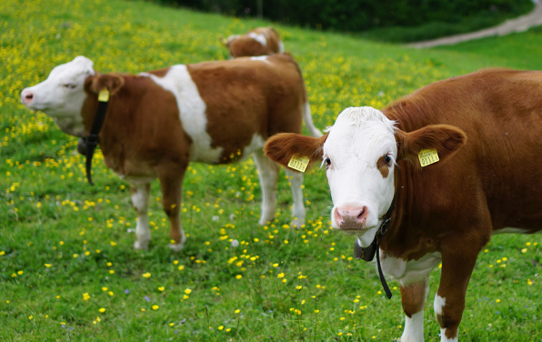 Selon Recherche Agronomique Suisse, notre pays pourrait nourrir 10 millions de personnes en réduisant l’élevage