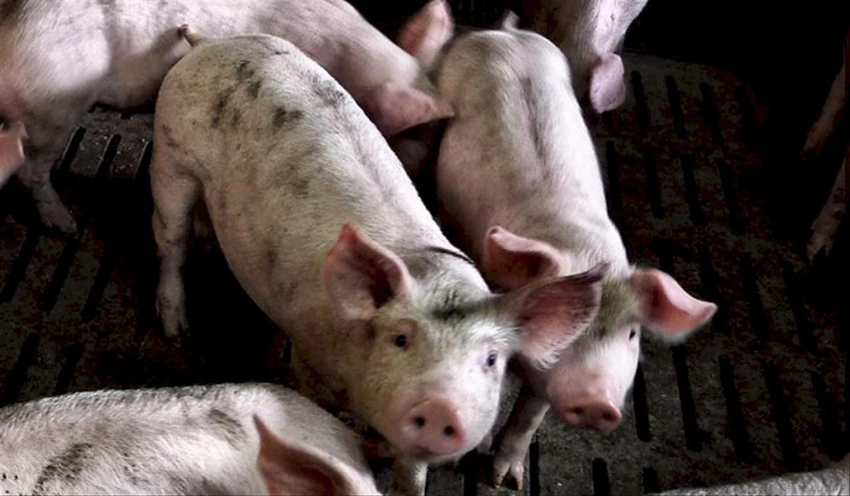 Pourquoi dire oui à l’initiative sur l’alimentation